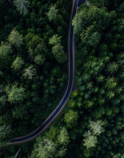A narrow road nested inside large tall trees